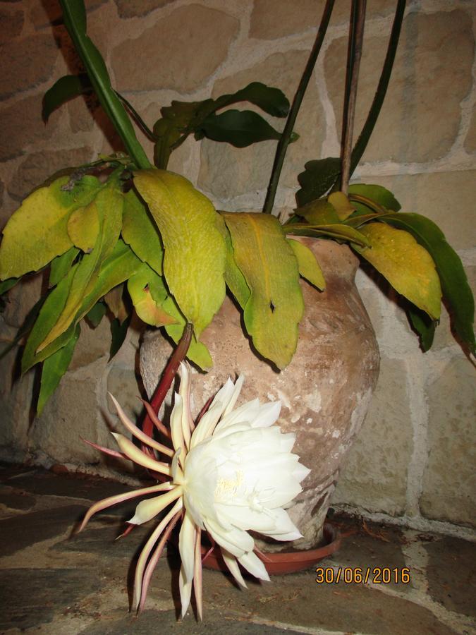 Les Mimosas Bed and Breakfast Menton Eksteriør billede
